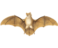 Gervais's funnel-eared Bat