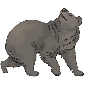 Bear Clipart