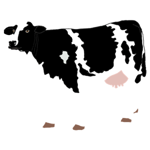Realistic Cow Illustration