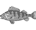 scaly fish