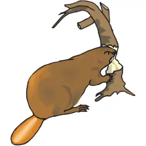 Beaver Clipart