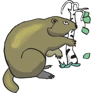 Beaver Clipart