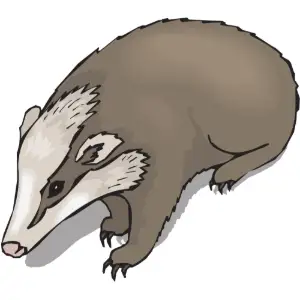 Badger Clipart
