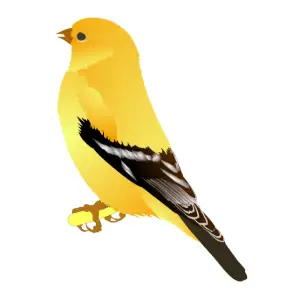 Gold Finch Clipart