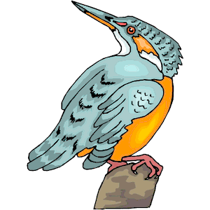 Kingfisher 06