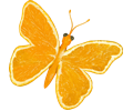 Citrus fruit butterfly (orange)