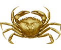 Crab 4
