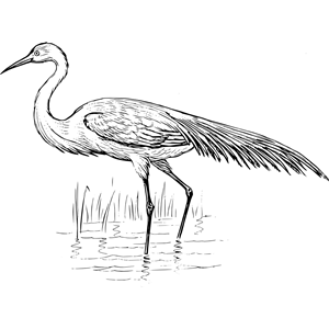 egret 1