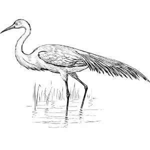 egret 1 Clipart