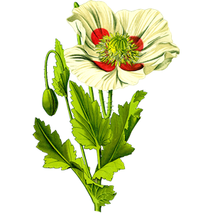 Opium poppy 3 (detailed)