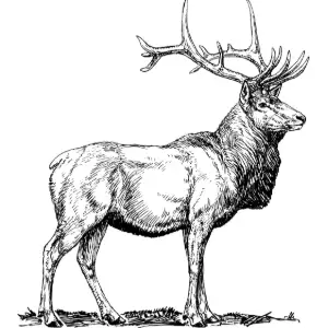 elk Clipart