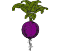 Purple beet