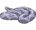 Snake 19