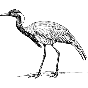 demoiselle crane