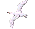 Seagull 15