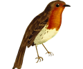 European robin (isolated)