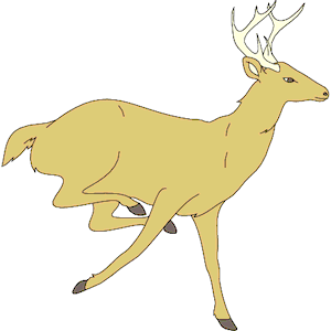 Deer 11