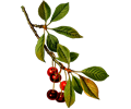 Sour cherry tree 2 (detailed)
