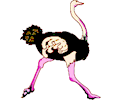 Ostrich 03