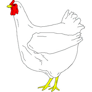 Chicken 02