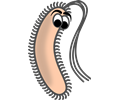 Funny Bacillus