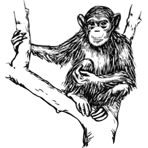 grayscale chimpanzee