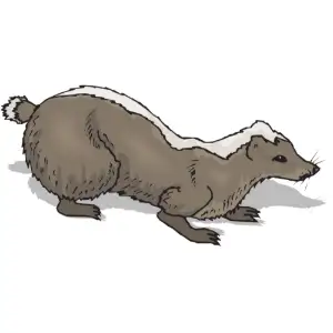 Badger Clipart