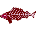 Fish Skeleton 4