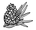 conifer cone - lineart