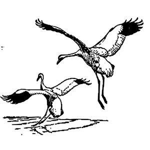 whooping crane 2 clipart, cliparts of whooping crane 2 free download ...