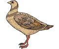 Pigeon 06