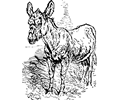 old donkey