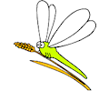 Dragonfly 4