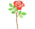Rose 30