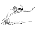 Grasshopper on Blade of Grass