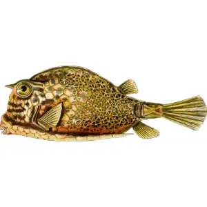 Fish 3 Clipart