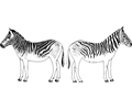 Zebras Back to Back