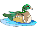 Duck 59