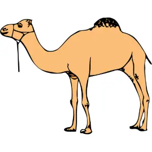Animal, Camel