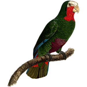 Parrot 44
