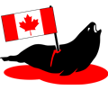 Stabbed Canadian Seal