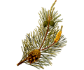 Scots pine (detailed)