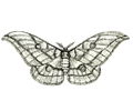 Moth 3