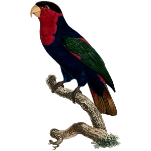 Parrot 63