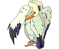 Pelican 07