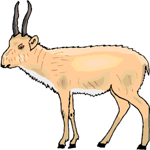 Antelope 26