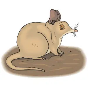 Bandicoot Dwarf Clipart