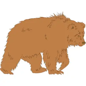 Bear Clipart