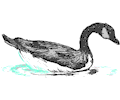 Swan 24
