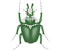 Beetle Goliath